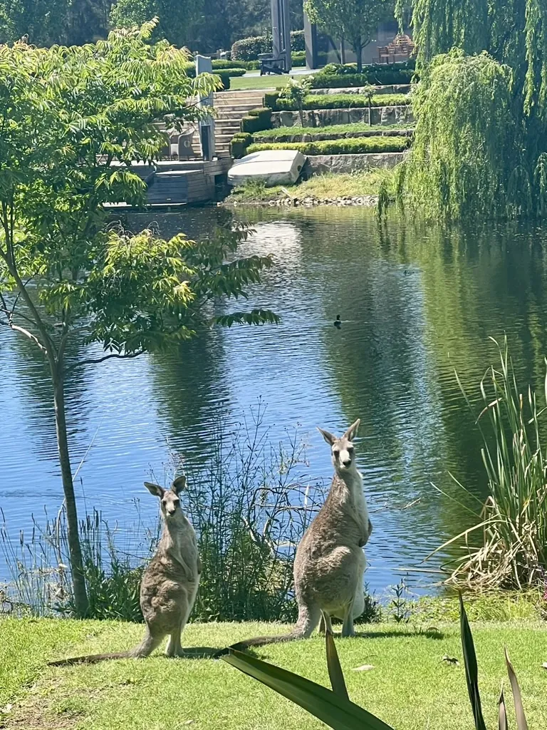 Two kangaroos beside a dam in the Hunter Valley, New South Wales